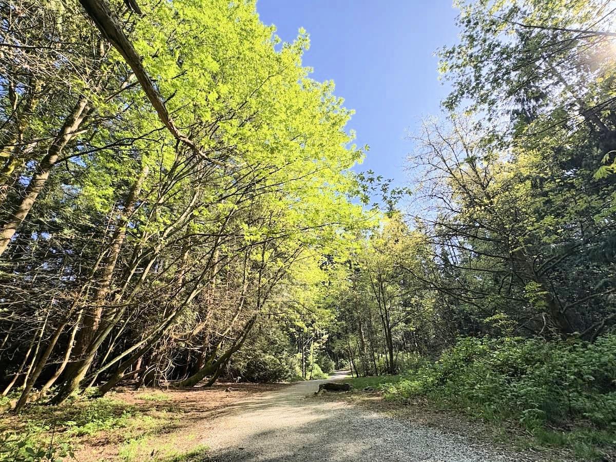 A quiet forest walking path representing calm recovery after a car accident